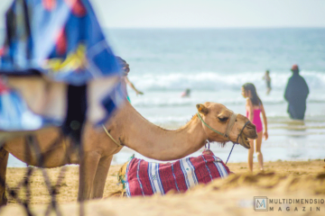 Morocco Travel: Highlights and Insights- Part III